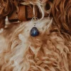 lapis-lazuli-voor-honden